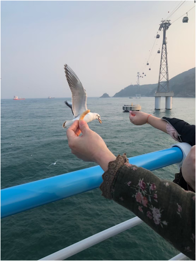 好想再被海鷗搶蝦味先唷