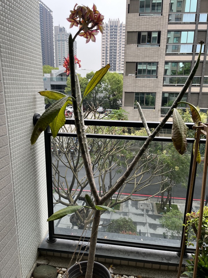 我的雞蛋花怎麼了？？