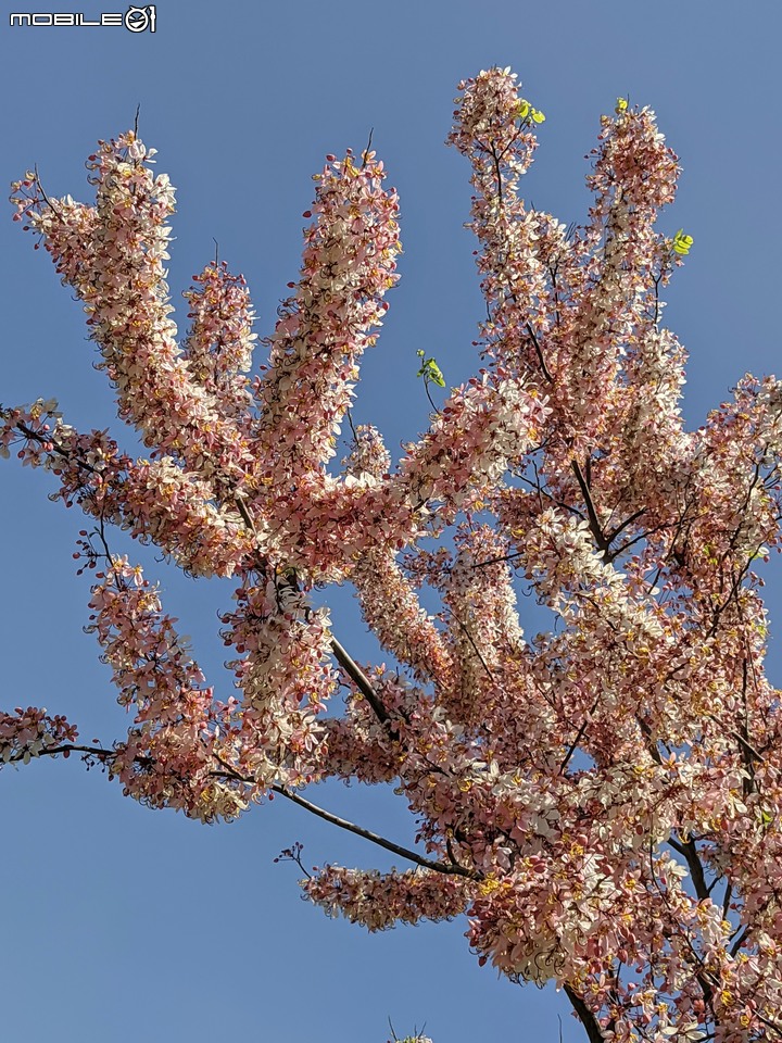 花旗木 台南市仁德區仁德滯洪池 04/04