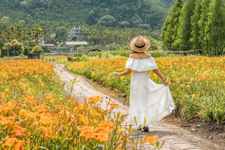 平地金針花季開跑!日月潭賞花熱點【頭社金針花海】盛開中