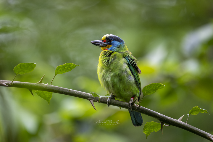 NIKON Z9 + NIKKOR Z 400MM F/2.8 TC VR S 一張「台積電」的滋味【WICKED RICKY一日體驗】