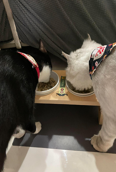 點我看大圖 同品牌成功無痛轉食 貓主子們的乾→濕歷程分享