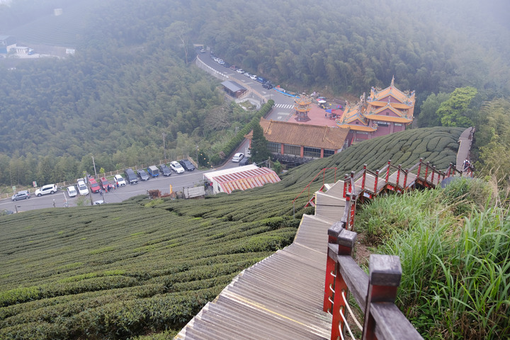 【雲嘉五連峰】隱身於茶園中的仙境小百岳