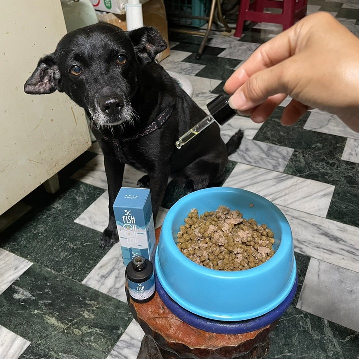 狗狗保養心臟的方式分享