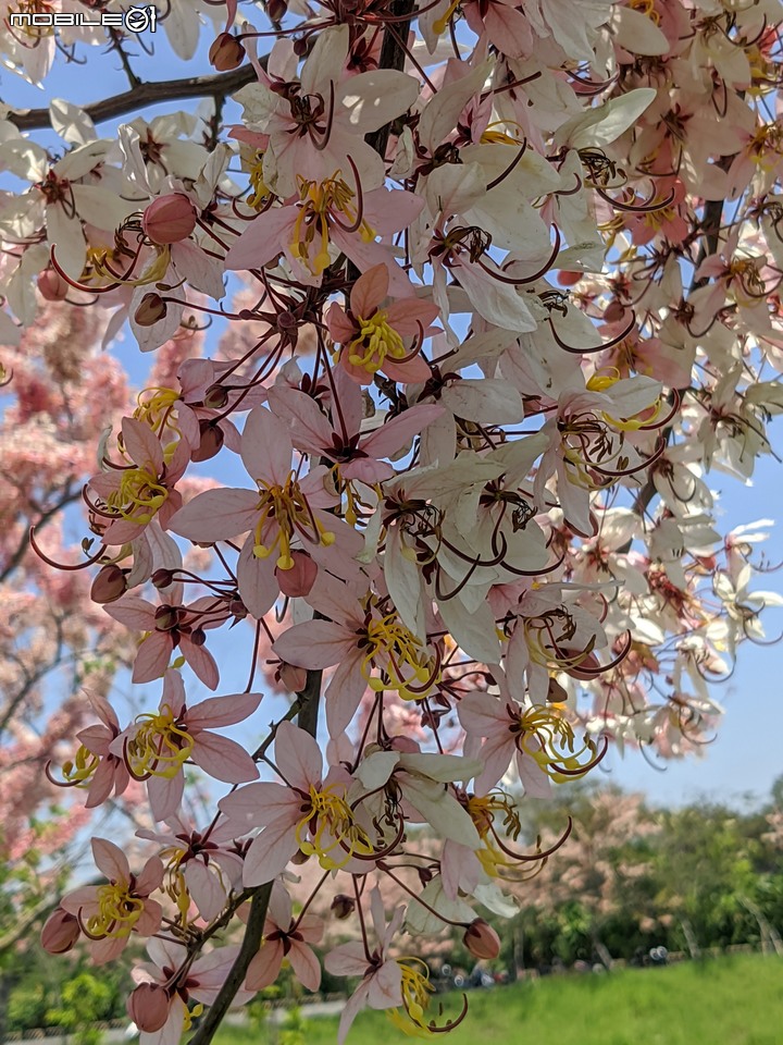 花旗木 台南市仁德區仁德滯洪池 04/04