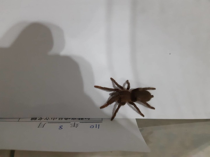 請問幼蛛名稱??