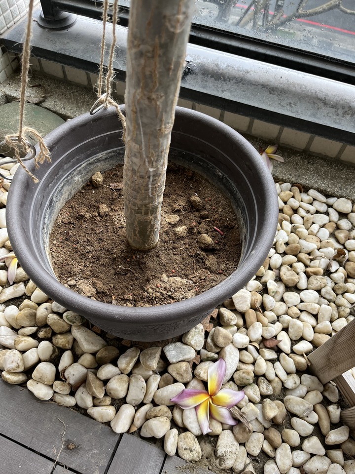 我的雞蛋花怎麼了？？