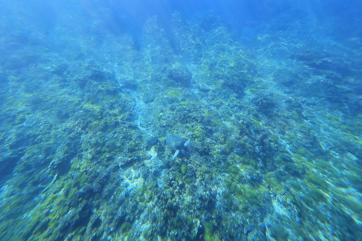 點我看大圖 (映像旅行) 海龜、海水、小琉球in屏東 feat. KKday & Canon EOS R6、PowerShot G1 X Mark III