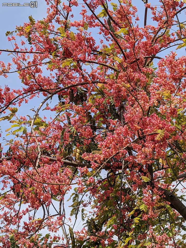 紅花鐵刀木 台南市南區水交社文化園區 04/17