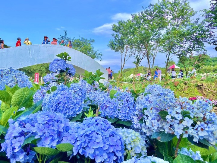 網美必訪人氣打卡景點!北台灣最大的繡球花園即將開園!