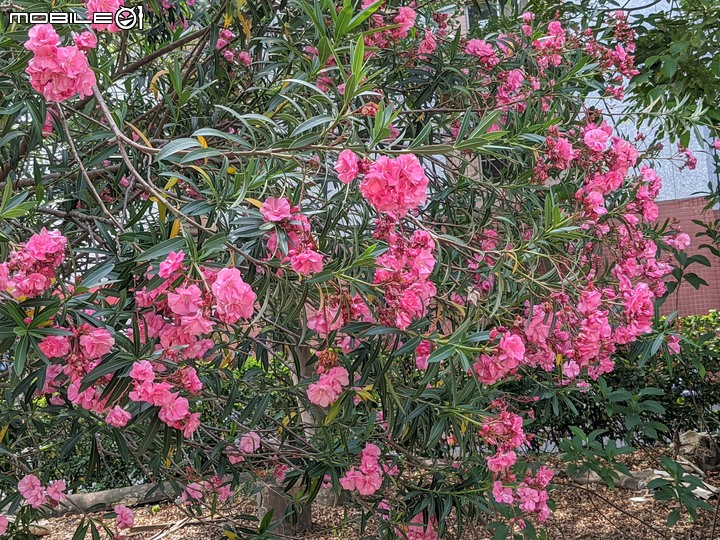 紅花鐵刀木 台南市南區水交社文化園區 04/17