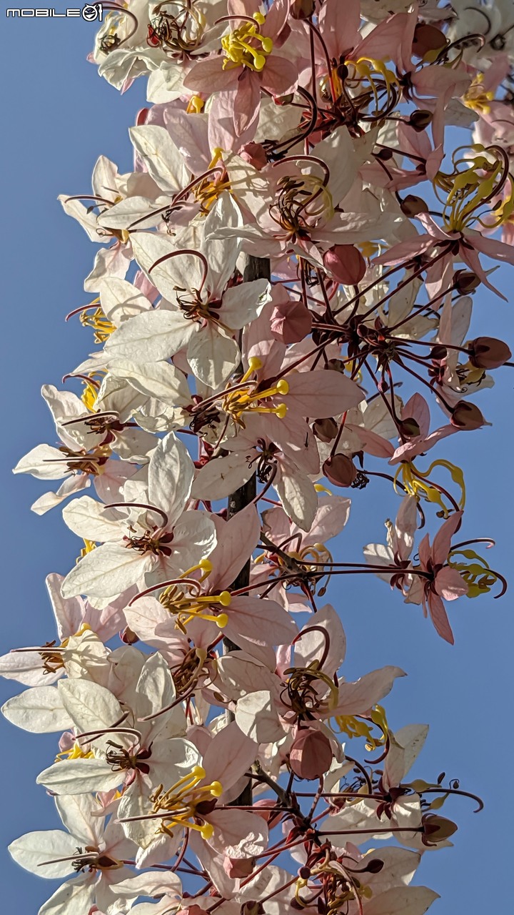 花旗木 台南市仁德區仁德滯洪池 04/04