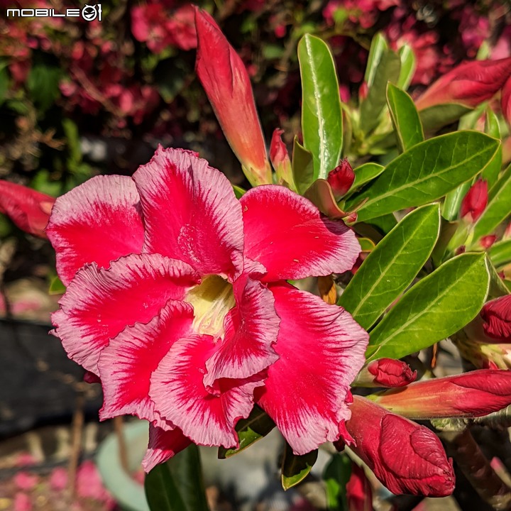 澳洲茶樹 台南市西港區台19 04/23