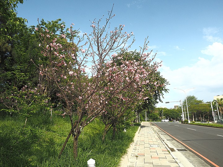 南大路警察宿舍、新竹市孔廟與新竹公園 — 新竹市區春遊散策集錦之五