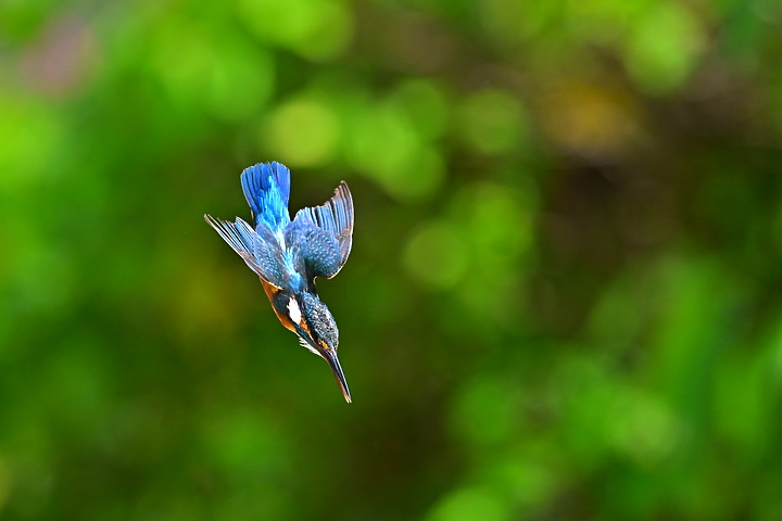 Nikon Z9韌體2.0版EVF分辨率提高到120fps，更輕鬆掌握拍翠鳥飛羽的節奏。