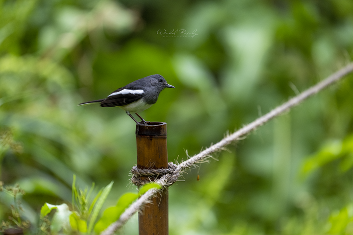 NIKON Z9 + NIKKOR Z 400MM F/2.8 TC VR S 一張「台積電」的滋味【WICKED RICKY一日體驗】