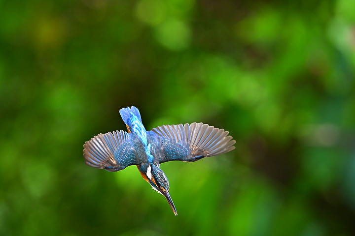 Nikon Z9韌體2.0版EVF分辨率提高到120fps，更輕鬆掌握拍翠鳥飛羽的節奏。