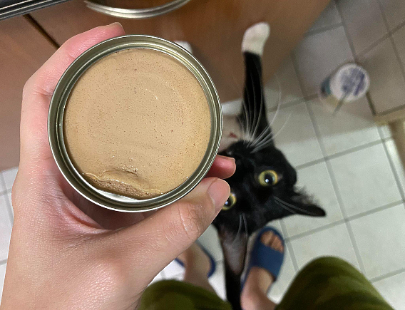 點我看大圖 同品牌成功無痛轉食 貓主子們的乾→濕歷程分享