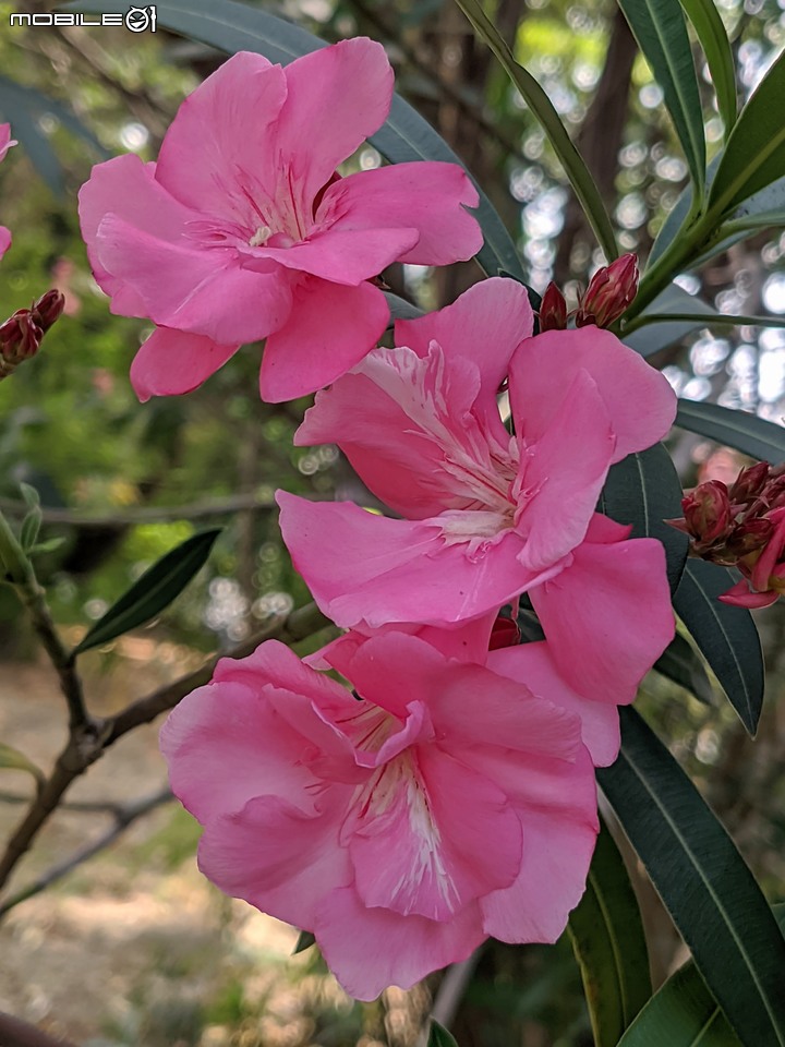 紅花鐵刀木 台南市南區水交社文化園區 04/17