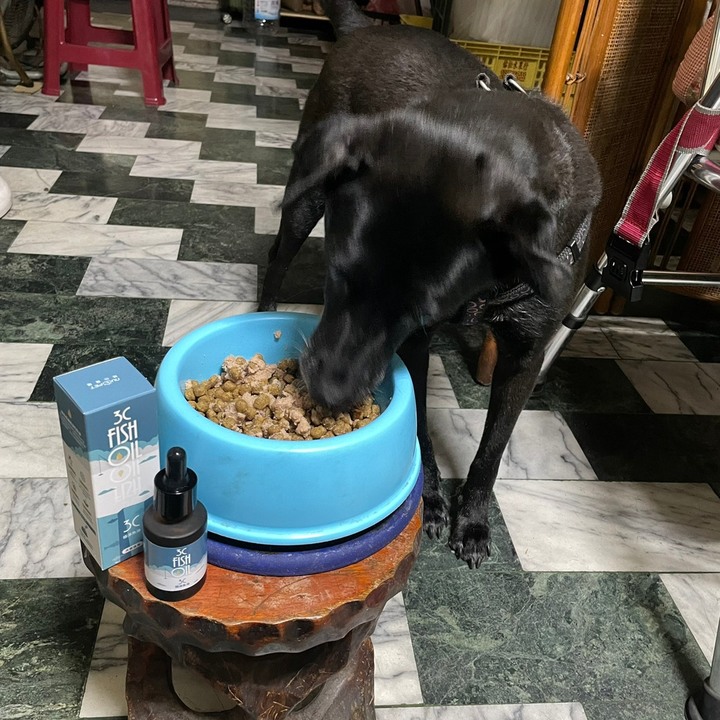 狗狗保養心臟的方式分享