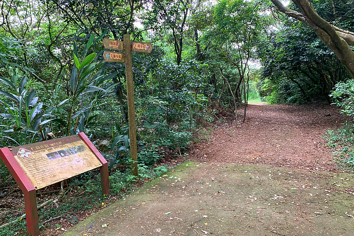 點我看大圖 新竹湖口|仁和.金獅步道|山頂上的茶園.光影下的油桐花