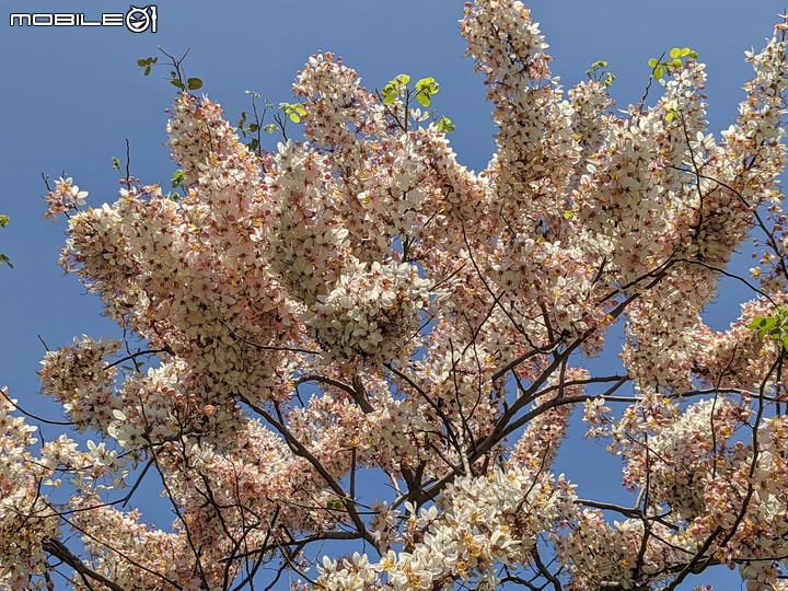 花旗木 台南市仁德區仁德滯洪池 04/04