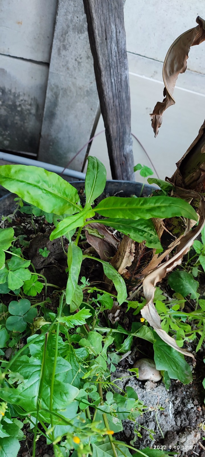 請問這是什麼植物呢？
