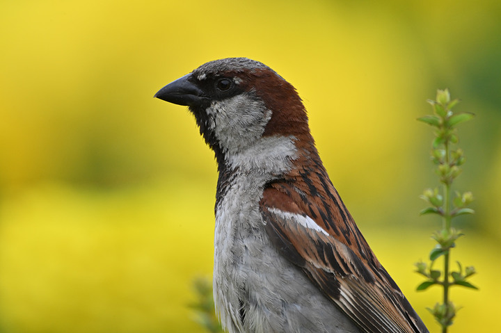 點我看大圖 NIKKOR Z 800mm f/6.3 VR S 正式發表, 美金6,496.95