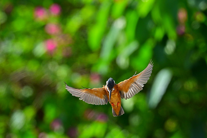 Nikon Z9韌體2.0版EVF分辨率提高到120fps，更輕鬆掌握拍翠鳥飛羽的節奏。