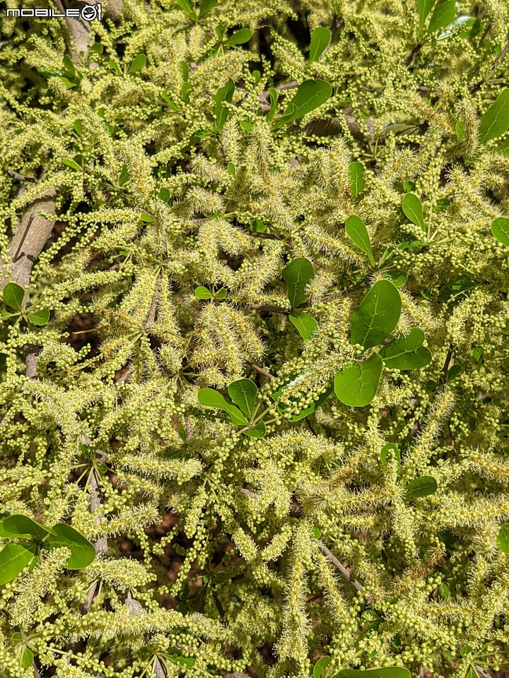 小葉欖仁 台南市安平區湖濱水鳥公園 04/05