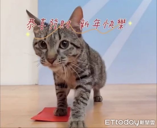 被賀歲片煞到!他指定認養虎斑貓「憨吉」親手做貓跳台迎接毛孩