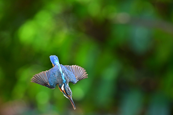 Nikon Z9韌體2.0版EVF分辨率提高到120fps，更輕鬆掌握拍翠鳥飛羽的節奏。