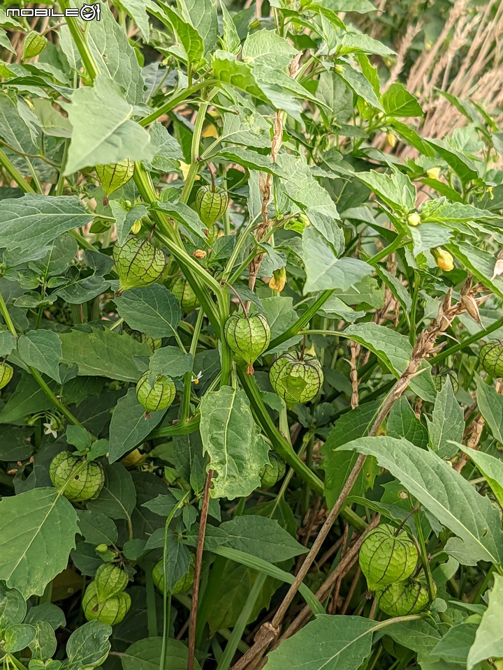 澳洲茶樹 台南市西港區台19 04/23