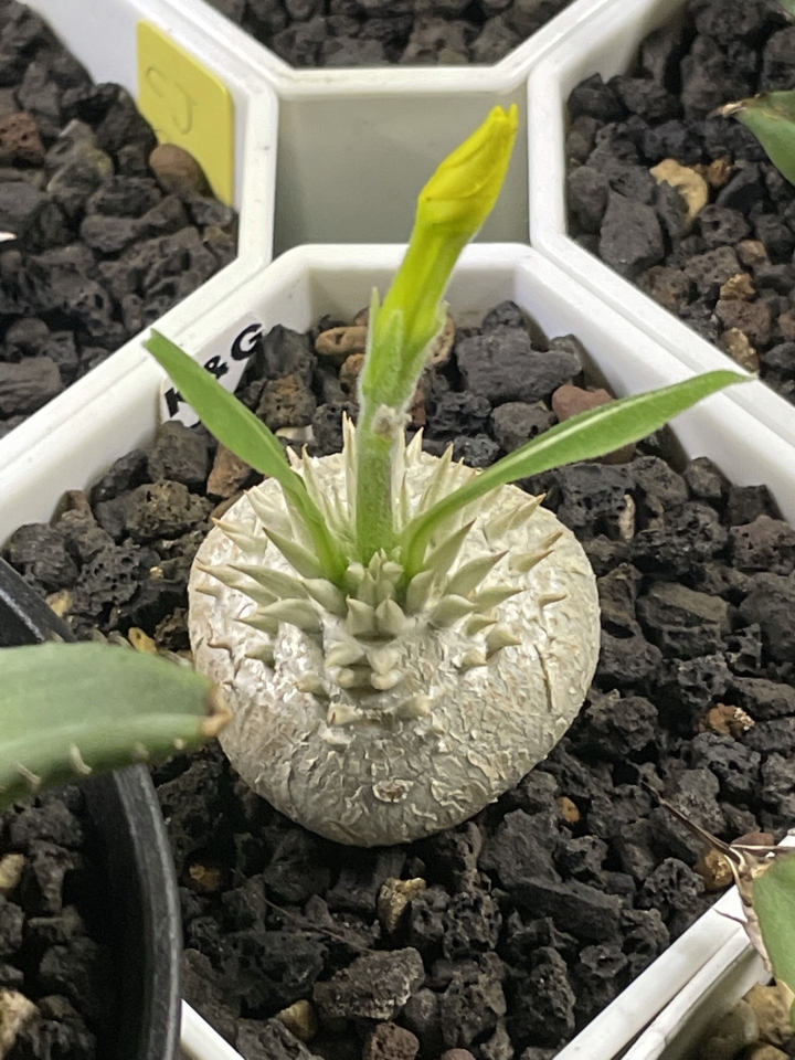 分享：開花的惠比須笑（黃花）