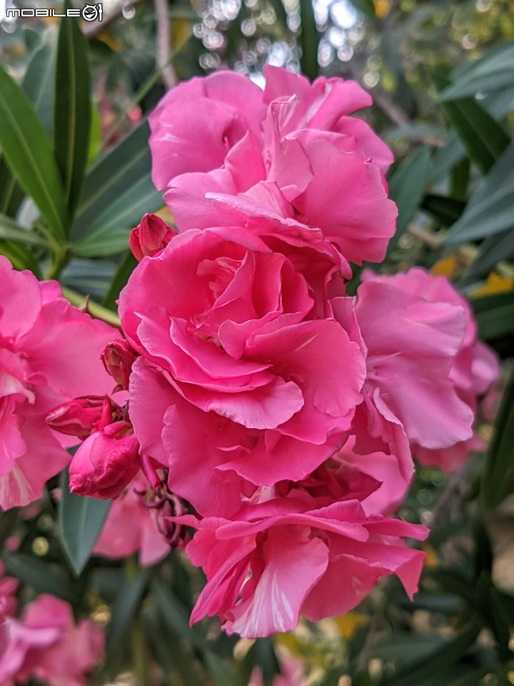 紅花鐵刀木 台南市南區水交社文化園區 04/17