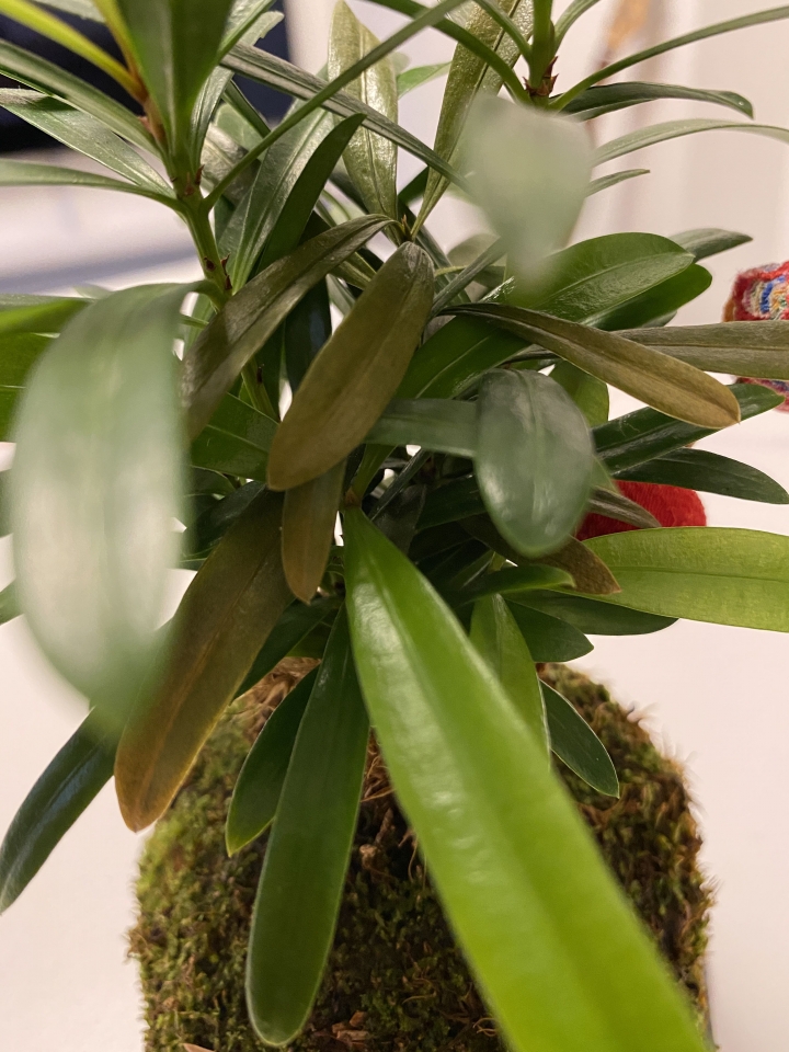 羅漢松苔球變黃