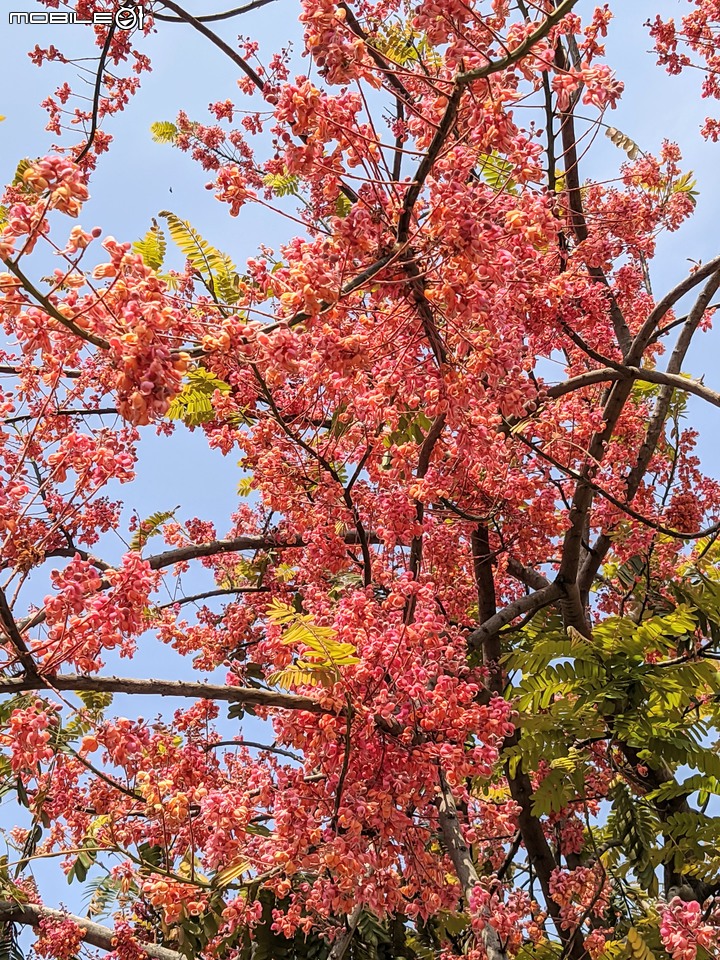 紅花鐵刀木 台南市南區水交社文化園區 04/17