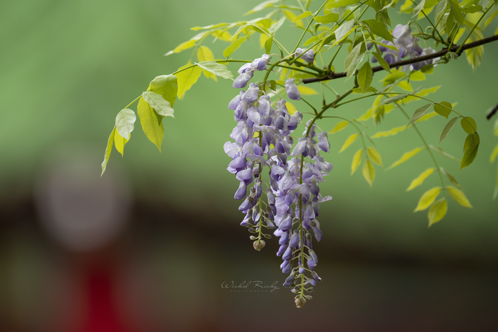 NIKON Z9 + NIKKOR Z 400MM F/2.8 TC VR S 一張「台積電」的滋味【WICKED RICKY一日體驗】