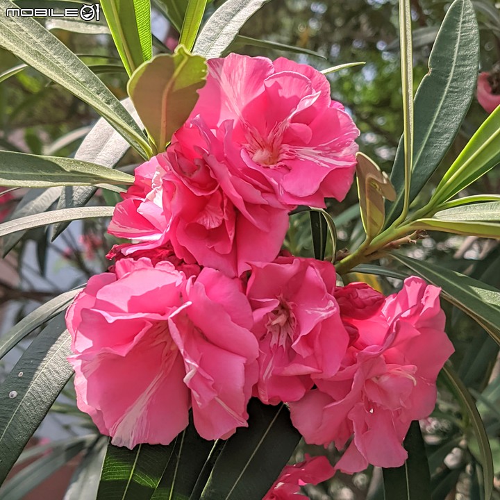 紅花鐵刀木 台南市南區水交社文化園區 04/17