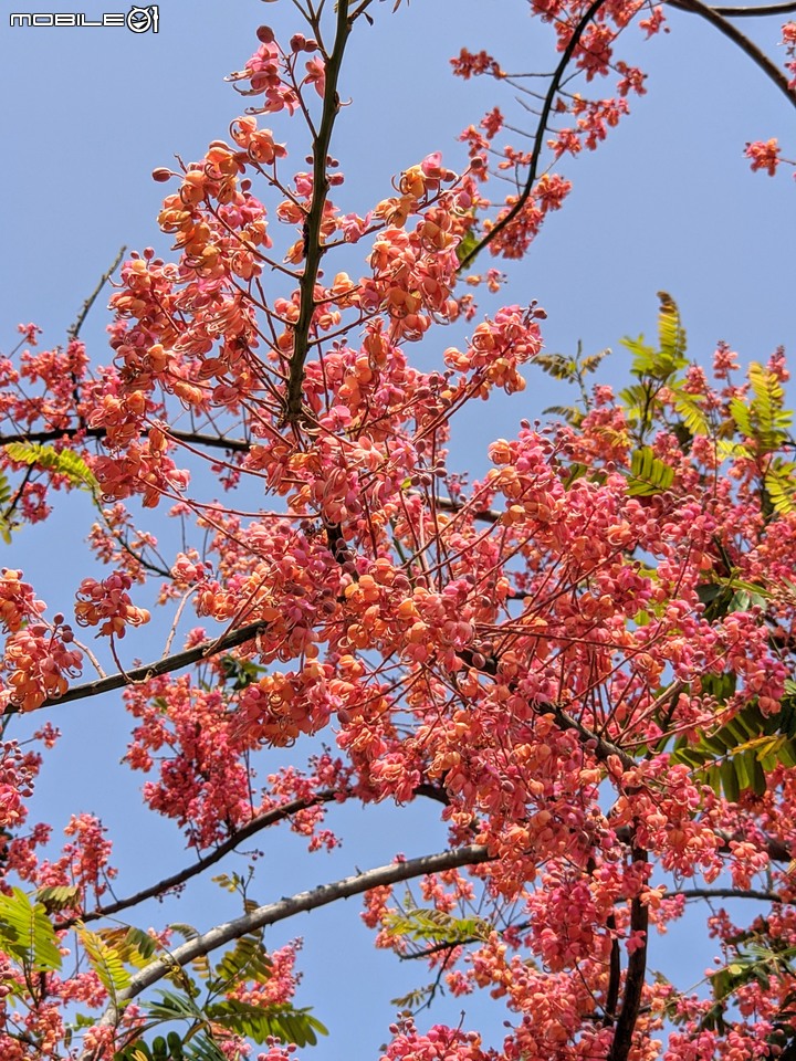 紅花鐵刀木 台南市南區水交社文化園區 04/17