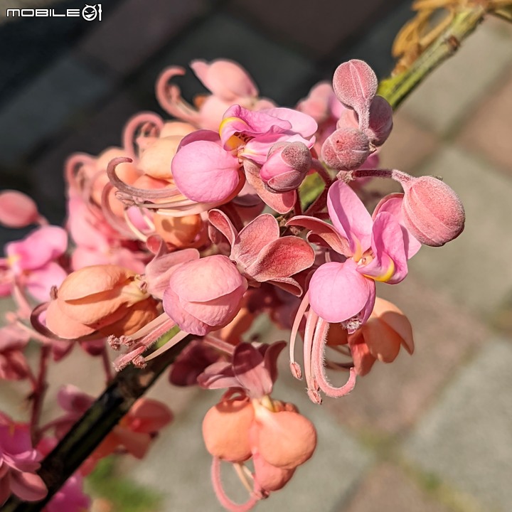 紅花鐵刀木 台南市南區水交社文化園區 04/17