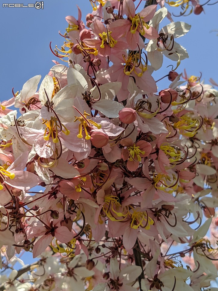 花旗木 台南市仁德區仁德滯洪池 04/04