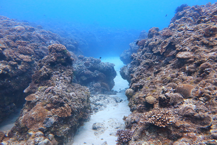 點我看大圖 (映像旅行) 海龜、海水、小琉球in屏東 feat. KKday & Canon EOS R6、PowerShot G1 X Mark III
