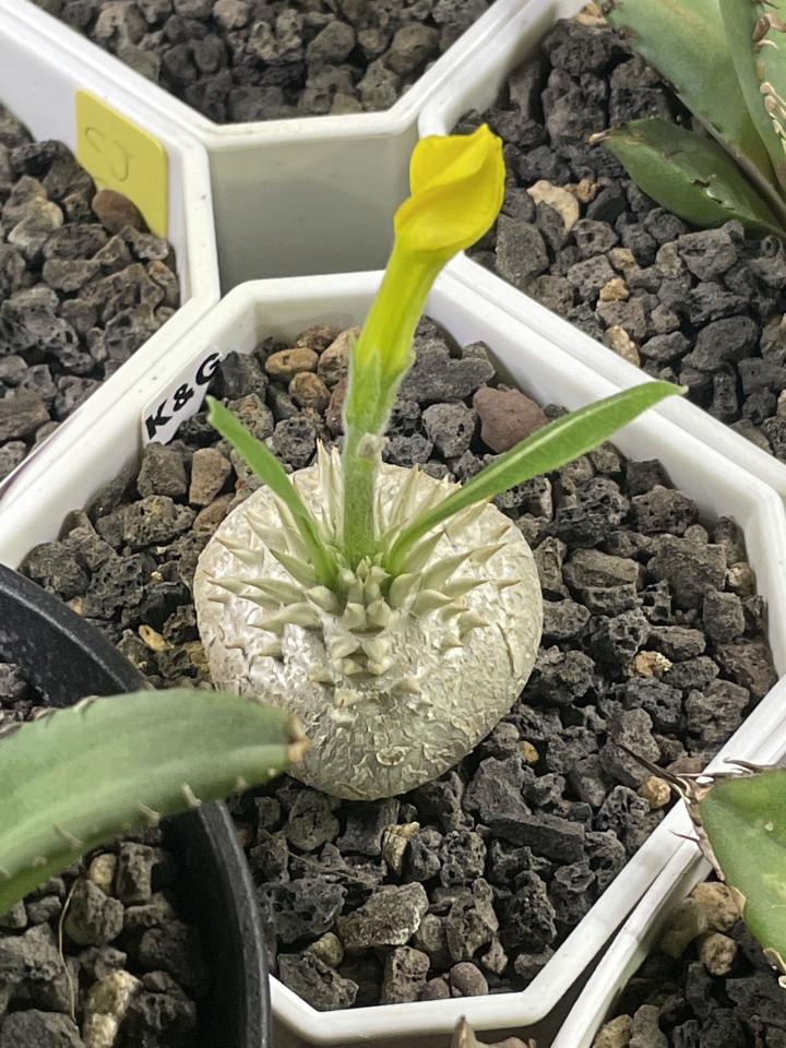 分享：開花的惠比須笑（黃花）