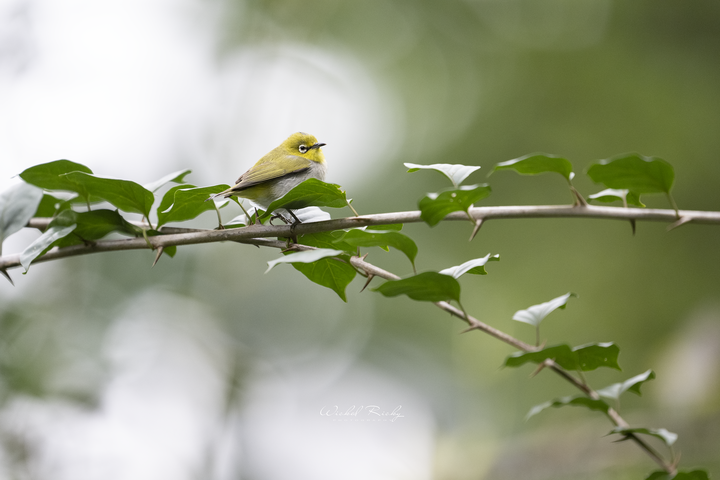 NIKON Z9 + NIKKOR Z 400MM F/2.8 TC VR S 一張「台積電」的滋味【WICKED RICKY一日體驗】