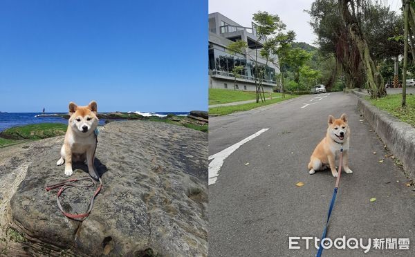 懶得散步柴柴「突發性昏倒」家門口躺1小時媽傻眼:真的睡著