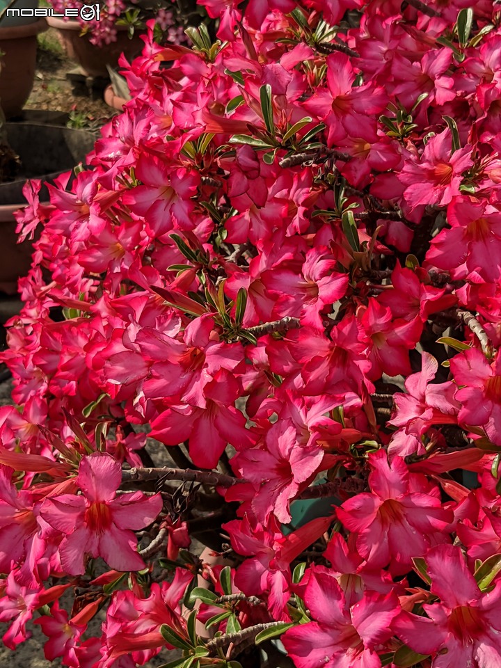 澳洲茶樹 台南市西港區台19 04/23