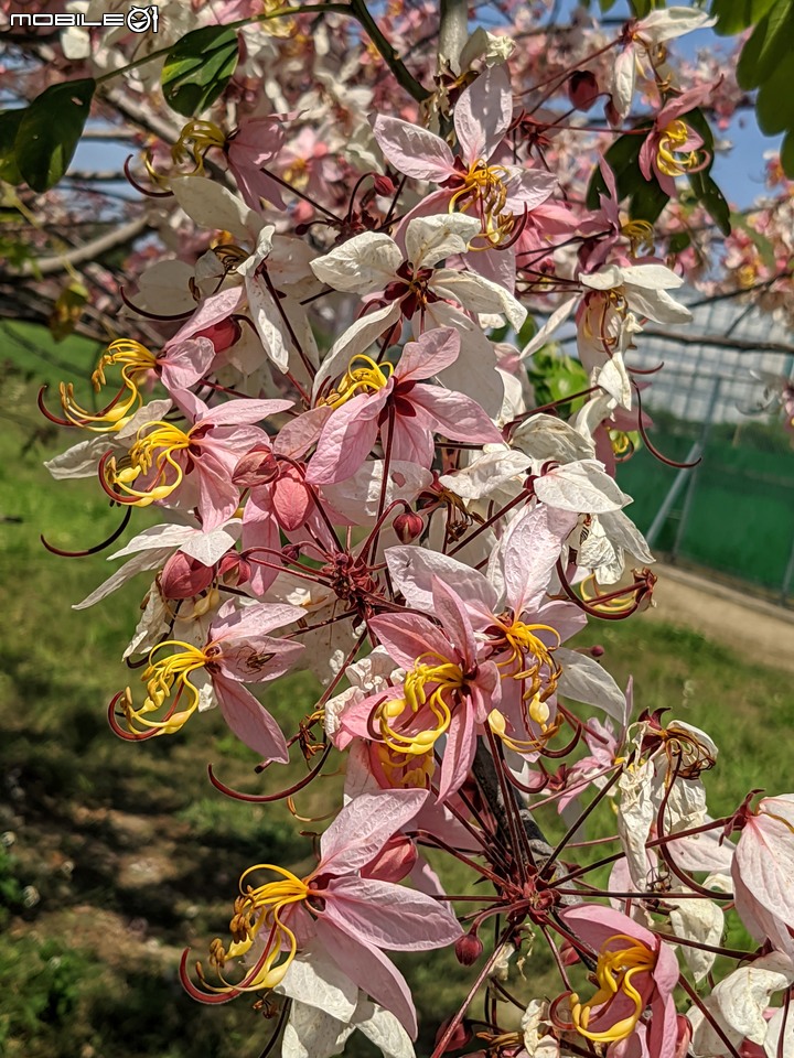 花旗木 台南市永康區忠孝運動公園 04/04