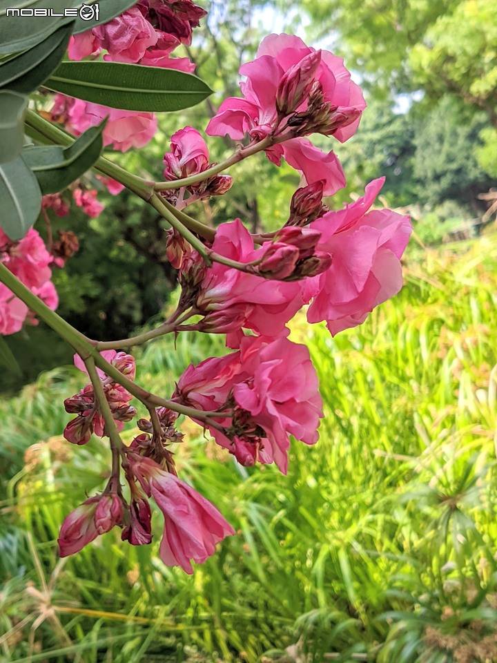 紅花鐵刀木 台南市南區水交社文化園區 04/17