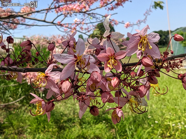 花旗木 台南市永康區忠孝運動公園 04/04